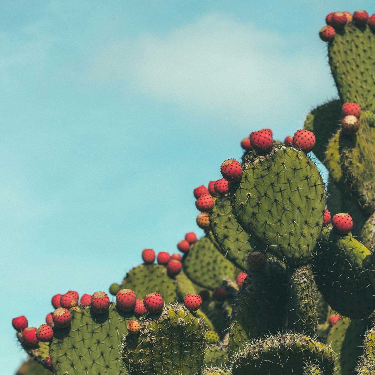 Caro Beauty Categoria Fico D india